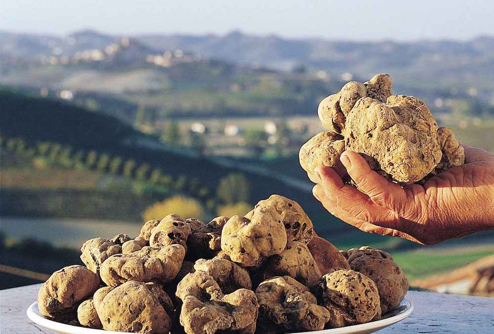 Unveiling Alba's Truffle Hunting Treasures: A Culinary Adventure